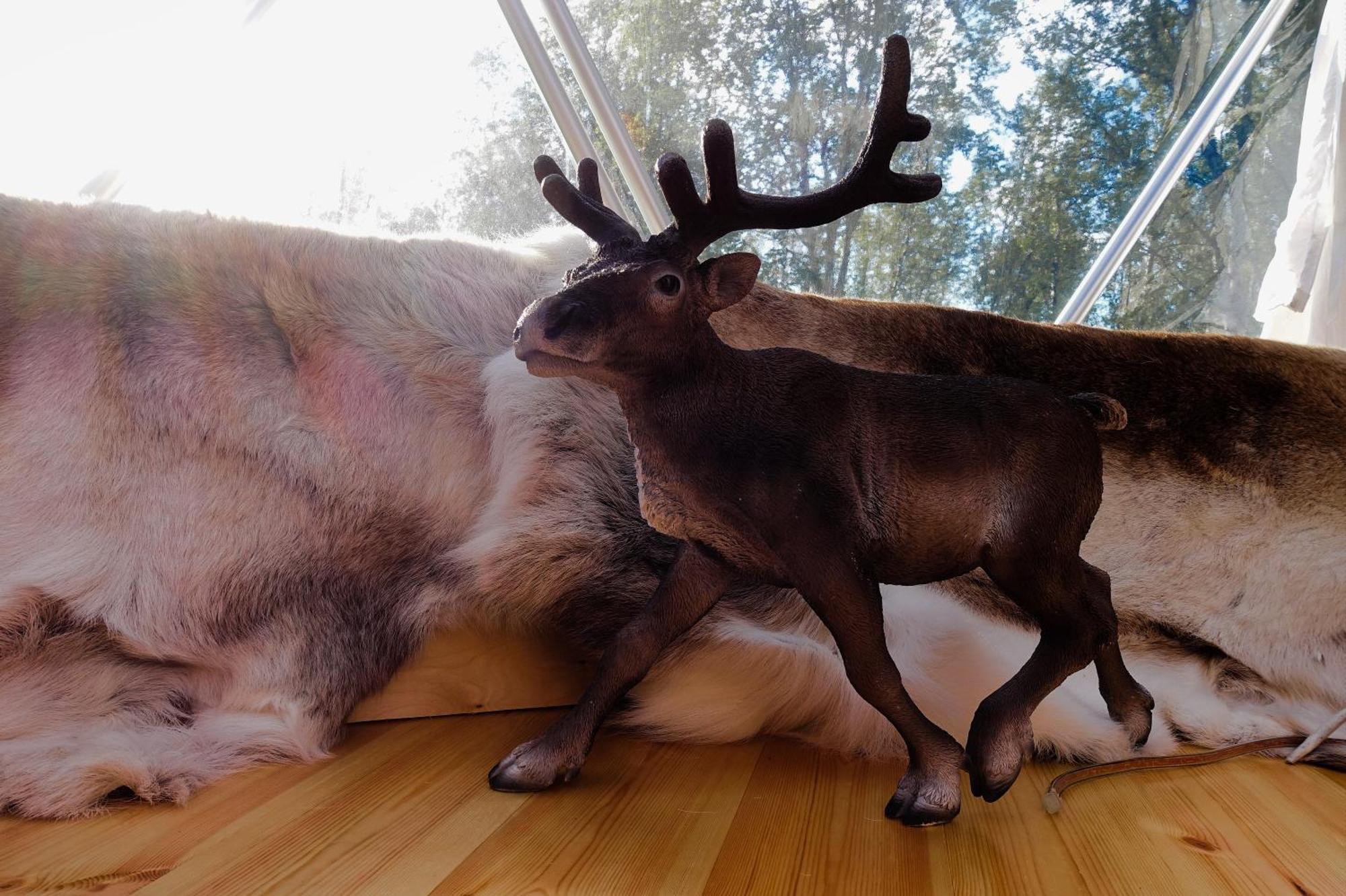 Отель Wild Caribou Dome Лаксэльв Экстерьер фото
